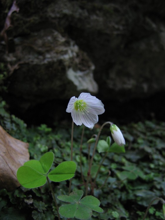 Oxalis acetosella